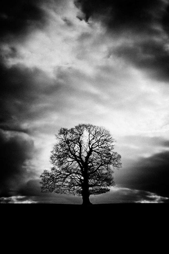 无人,竖图,黑白,室外,白天,正面,旅游,度假,寂寞,美景,植物,一棵,约克夏,景观,乌云,云,阴天,云朵,梗犬,云彩,娱乐,约克夏狗,树,树木,绿色,天空,自然,天,享受,休闲,景色,放松,生长,成长,昏暗,阴沉,自然风光,约克夏梗,约瑟犬,约克夏梗犬,孑立,孤单,孤独