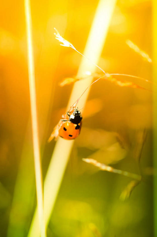 无人,竖图,室外,特写,白天,正面,旅游,度假,草地,草坪,美景,植物,瓢虫,阴影,朦胧,模糊,光线,昆虫,影子,斑点,景观,娱乐,草,一只,绿色,阳光,自然,动物,趴着,享受,休闲,景色,放松,自然风光,益虫,七星瓢虫,花大姐,趴,彩图,全身