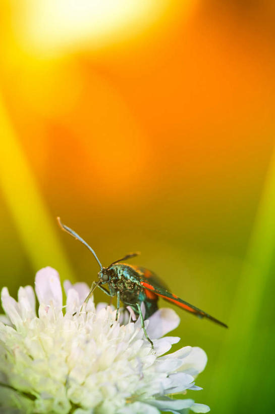 无人,站,竖图,俯视,室外,特写,白天,微距,伸展,张开,展翅,阴影,朦胧,模糊,盛开,光线,翅膀,昆虫,影子,花蕾,花,花瓣,花朵,鲜花,一朵,一只,白色,阳光,动物,花苞,花蕊,站着,厌恶,蛾,飞蛾,张开翅膀,害虫,蛾子,讨厌,展开翅膀,站立,彩图,高角度拍摄,全身,微距摄影