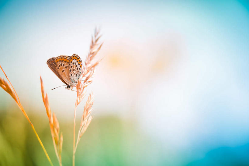 无人,横图,室外,白天,侧面,农作物,小麦,美景,伸展,张开,展翅,朦胧,模糊,盛开,翅膀,昆虫,景观,谷物,花蕾,花,花瓣,花朵,鲜花,自然,动物,花苞,花蕊,稻谷,稻子,景色,麦子,蛾,飞蛾,自然风光,张开翅膀,害虫,蛾子,展开翅膀,彩图,全身