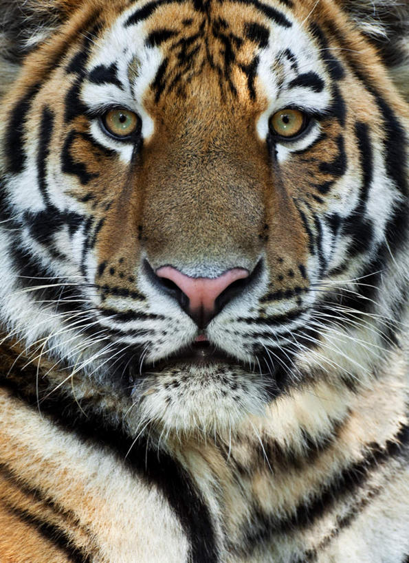 头,无人,竖图,室外,特写,白天,正面,虎,野生动物,花纹,条纹,注视,一只,动物,观察,看,观看,察看,关注,斑纹,凶猛,西伯利亚虎,残暴,凶残,头部,老虎,东北虎,半身,彩图