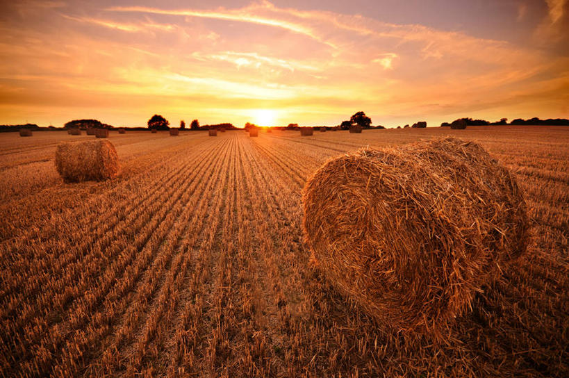 无人,农田,横图,室外,白天,正面,旅游,度假,庄稼,农作物,美景,日落,树林,植物,英国,欧洲,地平线,景观,晚霞,霞光,云,云朵,落日,辽阔,干草,地面,干草堆,云彩,娱乐,英格兰,树,树木,蓝色,绿色,白云,蓝天,天空,自然,黄昏,草垛,天,享受,休闲,广阔,景色,彩霞,放松,生长,晴朗,成长,一望无际,西欧,自然风光,延伸,大不列颠,大不列颠及北爱尔兰联合王国,天地相交,大不列颠联合王国,日不落英帝国,无边无际,一马平川,夕照,英吉利,干草垛,晴空,夕阳,彩图,耕地,庄稼田,斜阳