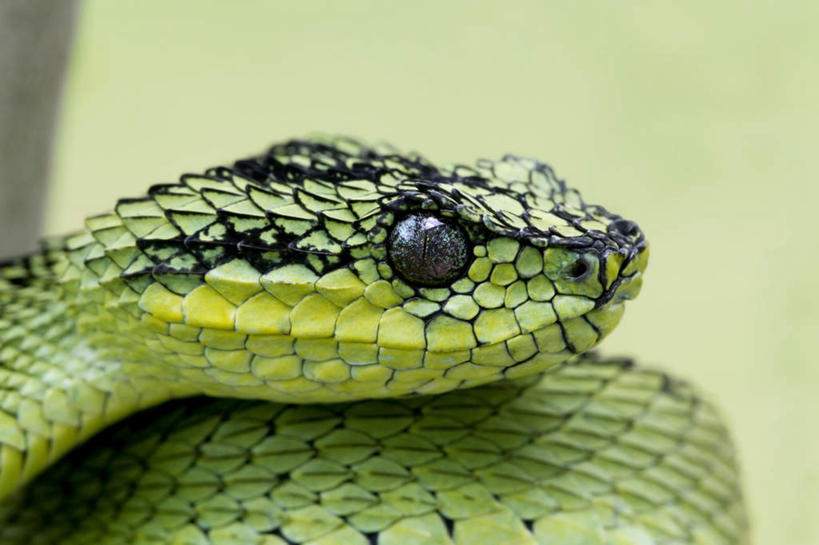 无人,横图,室外,特写,白天,侧面,野生动物,一条,爬行动物,蛇,墙,墙壁,墙面,绿色,动物,冷血动物,凶猛,脊椎动物,长虫,蝰蛇,残暴,凶残,半身,彩图,冷血