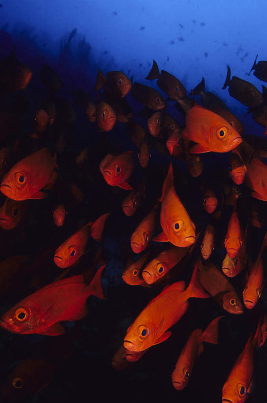 无人,竖图,室外,白天,正面,旅游,度假,兴奋,热情,海底,水下,美景,一群,鱼,影子,景观,水底,开放,娱乐,鱼类,红色,自然,享受,休闲,健康,温暖,景色,奔放,放松,活力,积极,激情,海底世界,朝气,暖色,吉祥,生命,自然风光,笛鲷,饱满,革命,热烈,赤色,充实,斗志,喜气,主动,海床,彩图,全身,欢乐