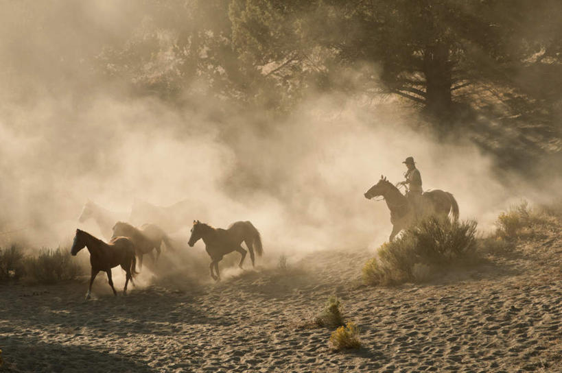西方人,一个人,坐,横图,俯视,室外,白天,旅游,度假,草地,草坪,美景,植物,马,野生动物,帽子,欧洲,欧洲人,仅一个男性,仅一个人,仅一个中年男性,奔驰,阴影,服装,漂浮,飘扬,光线,影子,景观,飘落,休闲装,奔腾,娱乐,草,四匹,衣服,绿色,阳光,自然,动物,奔跑,驾驶,行驶,享受,休闲,休闲服,牛仔帽,景色,放松,运输,服饰,牲畜,下沉,操纵,尘土,控制,自然风光,飞扬,马鞭,降落,飞驰,疾驰,操控,把持,飘零,男人,男性,中年男性,白种人,坐着,彩图,高角度拍摄,全身