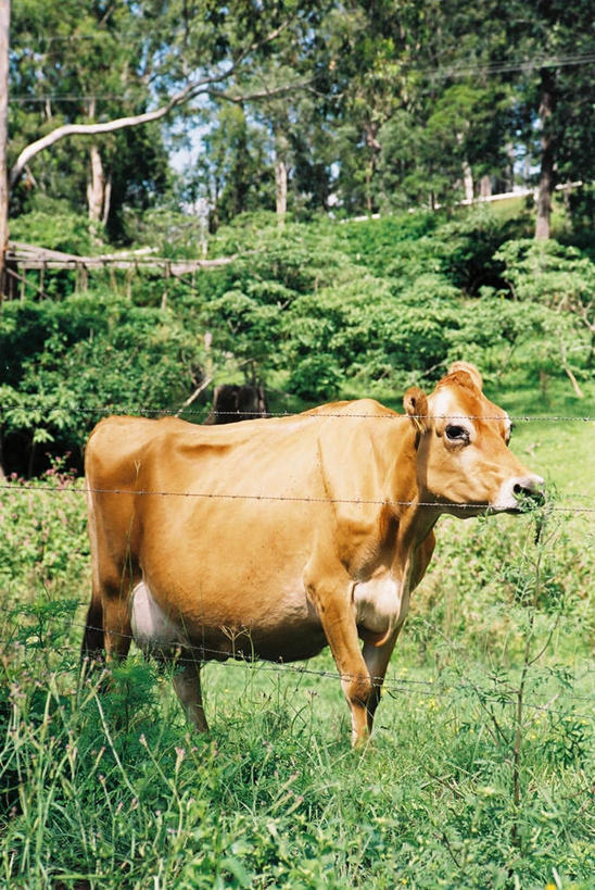 无人,栏杆,站,竖图,室外,白天,侧面,度假,草地,草坪,美景,植物,牛,美国,一头,阴影,光线,影子,栅栏,景观,篱笆,围栏,扭头,注视,娱乐,护栏,草,树,树木,绿色,阳光,自然,动物,观察,看,站着,转头,享受,休闲,家畜,景色,放松,游,牲畜,生长,成长,观看,察看,北美,北美洲,关注,自然风光,美洲,新泽西,北亚美利加洲,亚美利加洲,新泽西州,新州,花园之州,花园州,站立,彩图,全身