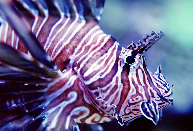 游泳,无人,横图,室外,特写,白天,侧面,旅游,度假,海底,水下,美景,一条,条纹,朦胧,模糊,景观,水底,注视,娱乐,海洋生物,自然,观察,看,享受,休闲,景色,放松,海底世界,观看,狮子鱼,察看,关注,自然风光,水生动物,水生物,海底动物,泅水,伤害,毒物,长狮子鱼,危险,海床,半身,彩图