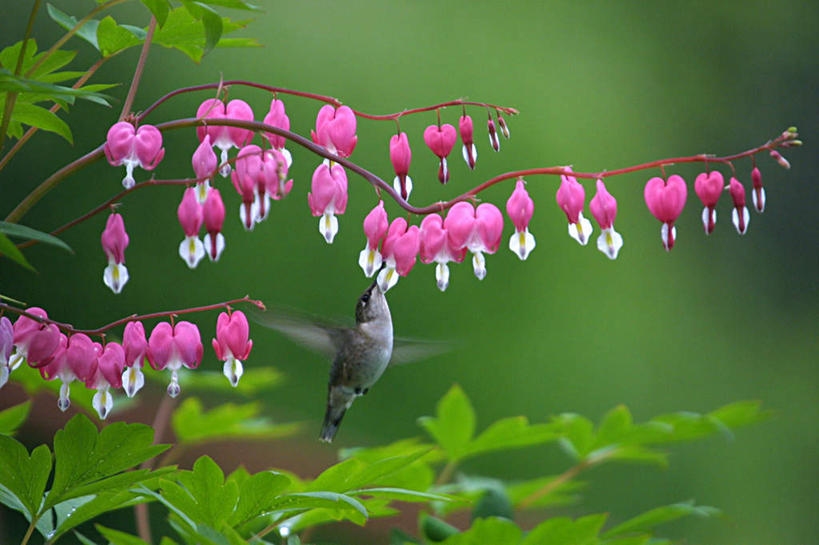 无人,横图,室外,白天,侧面,旅游,度假,美景,蜂鸟,鸟,叶子,许多,飞翔,咬,朦胧,模糊,盛开,飞行,鸟类,景观,绿叶,很多,翱翔,花蕾,注视,娱乐,飞,花,花瓣,花朵,鲜花,排列,一只,自然,花苞,花蕊,观察,看,享受,休闲,嫩叶,景色,放松,观看,咬着,察看,关注,自然风光,灯笼花,吊钟花,倒挂金钟,吊钟海棠,摆列,叶,叶片,彩图,全身,布列,分列