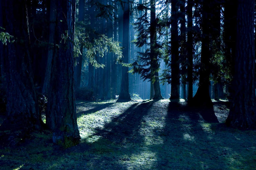 无人,横图,室外,夜晚,正面,旅游,度假,草地,草坪,美景,树林,植物,雾,阴影,朦胧,模糊,反射,影子,景观,树根,月光,娱乐,草,树,树木,绿色,自然,享受,休闲,景色,放松,庞大,生长,成长,复杂,迷雾,自然风光,繁杂,大雾,彩图