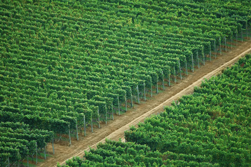 无人,果园,农田,横图,俯视,航拍,室外,白天,旅游,度假,农业,庄稼,农作物,美景,田园,意大利,欧洲,许多,新鲜,景观,很多,娱乐,葡萄园,排列,绿色,自然,庄园,享受,休闲,景色,放松,青春,生命,托斯卡纳,鸟瞰,南欧,自然风光,和平,安详,意大利共和国,摆列,冷色,托斯卡纳大区,奇扬第,彩图,高角度拍摄,耕地,庄稼田,布列,分列