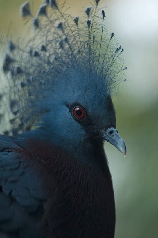 眼睛,眉毛,睫毛,无人,竖图,室外,特写,白天,正面,旅游,度假,美景,鸟,巴布亚新几内亚,瞳孔,朦胧,模糊,锐利,装饰,鸟类,景观,漂亮,娱乐,一只,红色,蓝色,自然,享受,休闲,景色,放松,靓丽,眼部,华丽,修饰,点缀,锋利,尖锐,自然风光,大洋洲,尖利,喙,衬托,美观,雅致,雅观,犀利,厉害,巴布亚新几内亚独立国,睫,眉,眼,眼睫毛,眼眉,半身,彩图,眼眉毛