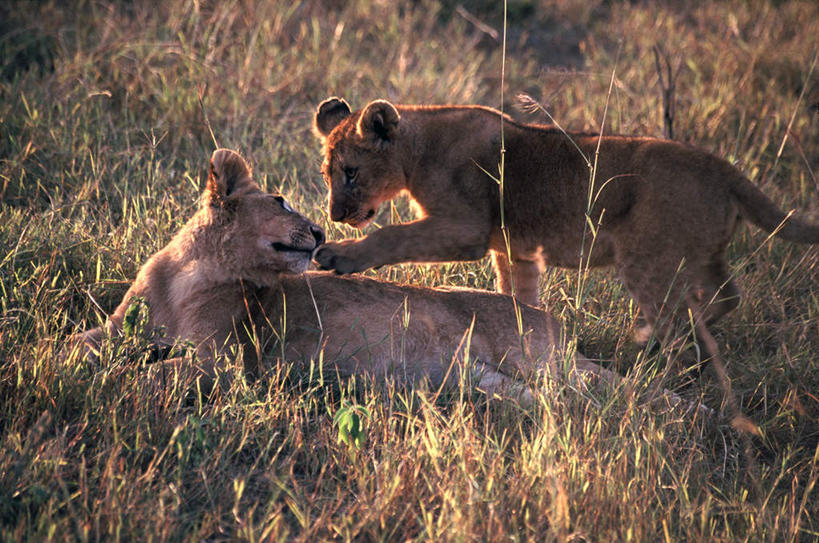无人,家庭,母亲,儿子,站,横图,室外,白天,侧面,游戏,草地,草坪,美景,植物,哺乳动物,野生动物,狮子,非洲,肯尼亚,景观,玩,扭头,注视,娱乐,草,绿色,自然,动物,观察,看,趴着,站着,转头,两只,休闲,温暖,温馨,母子,一家人,景色,母爱,观看,活动,生态,和睦,察看,发泄,关注,消遣,智力,自然风光,凶猛,野生动物园,宣泄,阿非利加洲,肯尼亚共和国,残暴,凶残,趴,玩耍,嬉戏,站立,彩图,全身,融洽