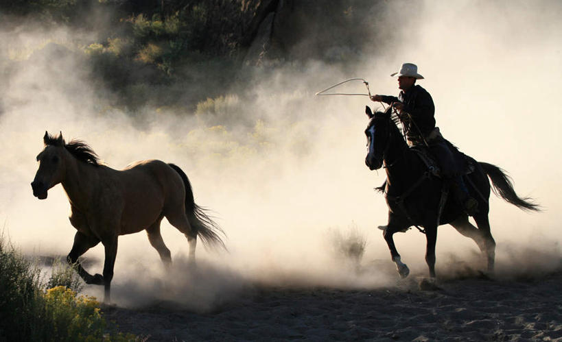 西方人,一个人,坐,横图,室外,白天,正面,草地,草坪,植物,马,野生动物,帽子,欧洲,欧洲人,仅一个男性,仅一个人,奔驰,握,服装,拿,拿着,注视,休闲装,奔腾,草,仅一个年轻男性,衣服,绿色,动物,奔跑,观察,看,休闲,休闲服,牛仔帽,握着,运输,服饰,牲畜,观看,尘土,察看,两匹,关注,马鞭,鞭子,飞驰,疾驰,男人,男性,年轻男性,白种人,坐着,彩图,全身