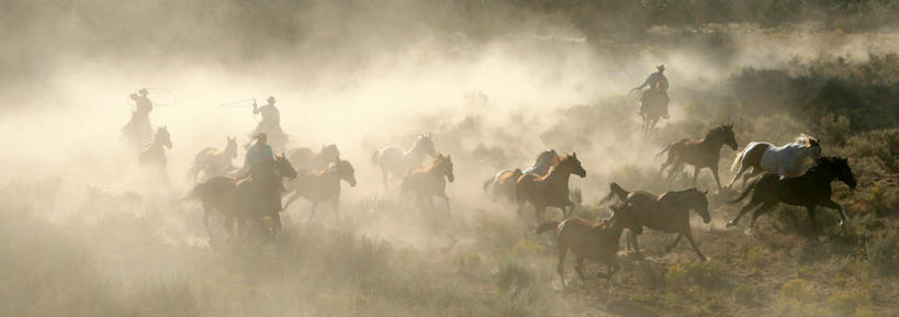 西方人,三个人,坐,横图,室外,白天,正面,草地,草坪,植物,马,野生动物,帽子,欧洲,欧洲人,许多,奔驰,握,服装,拿,拿着,注视,休闲装,奔腾,草,衣服,绿色,动物,奔跑,观察,看,休闲,休闲服,牛仔帽,握着,运输,服饰,牲畜,观看,尘土,察看,关注,马鞭,鞭子,飞驰,疾驰,男人,男性,年轻男性,白种人,坐着,彩图,全身