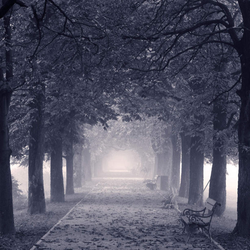 无人,方图,室外,白天,正面,旅游,度假,美景,秋季,森林,树林,植物,雾,朦胧,模糊,景观,娱乐,树,树木,绿色,自然,享受,休闲,景色,放松,生长,成长,迷雾,自然风光,大雾,秋,秋天,彩图