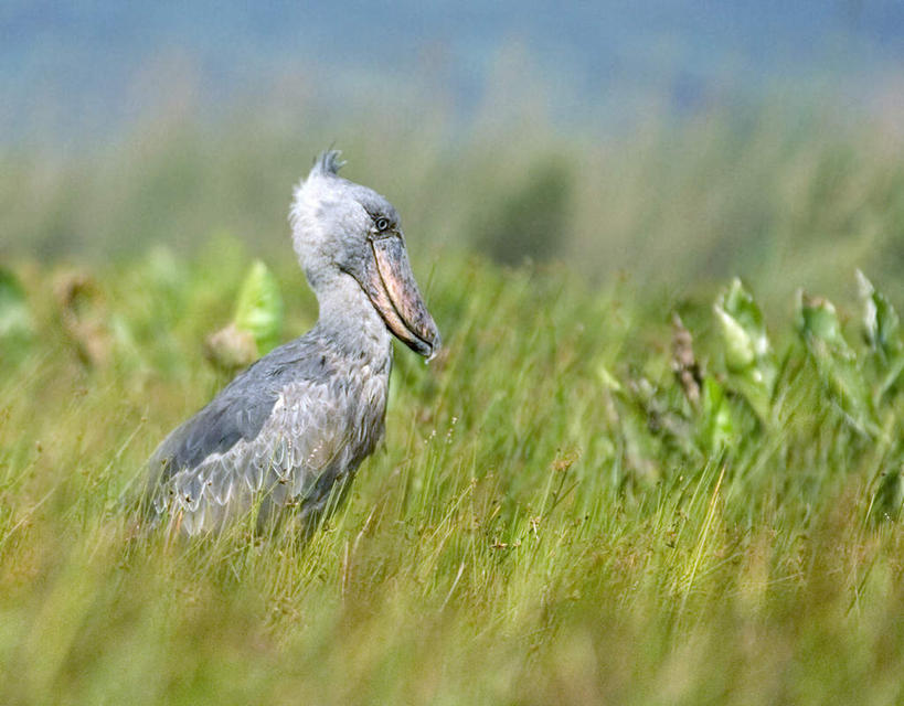 无人,站,横图,室外,白天,侧面,草地,草坪,植物,鸟,阴影,朦胧,模糊,光线,鸟类,影子,注视,草,一只,绿色,阳光,观察,看,站着,观看,察看,关注,鲸头鹳,鲸头鹤,靴嘴鹳,站立,彩图,全身