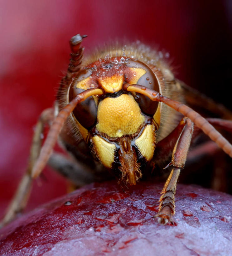 眼睛,眉毛,睫毛,无人,竖图,室外,白天,正面,美景,瞳孔,朦胧,模糊,昆虫,景观,注视,一只,红色,自然,动物,观察,看,景色,毛茸茸,眼部,观看,察看,关注,自然风光,黄蜂,益虫,勤奋,勤劳,胡蜂,马蜂,蚂蜂,勤恳,勤快,勤勉,辛勤,睫,眉,眼,眼睫毛,眼眉,彩图,眼眉毛