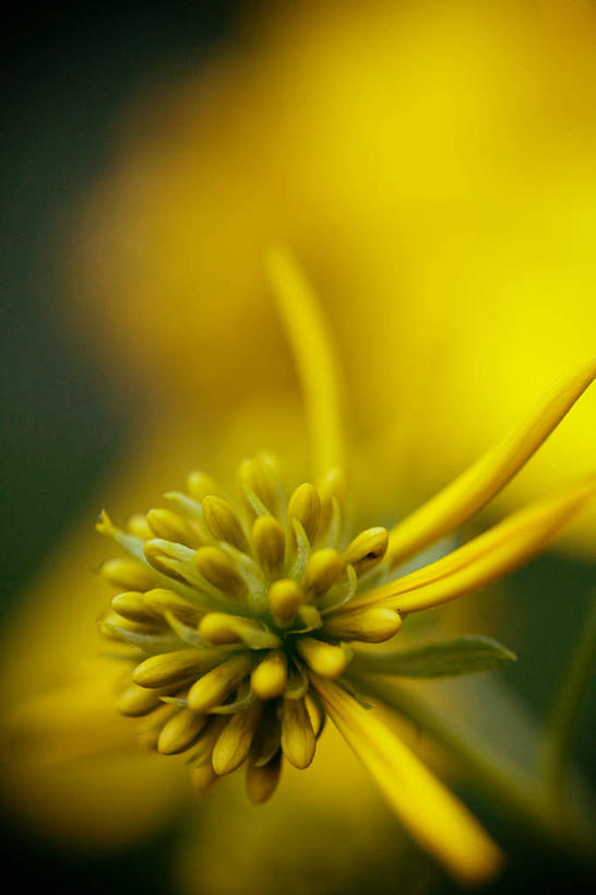 无人,竖图,室外,特写,白天,正面,美景,模糊,盛开,景观,花蕾,花,花瓣,花朵,鲜花,一朵,黄色,自然,花苞,花蕊,景色,自然风光,含糊,恍惚,模胡,依稀,隐约,彩图