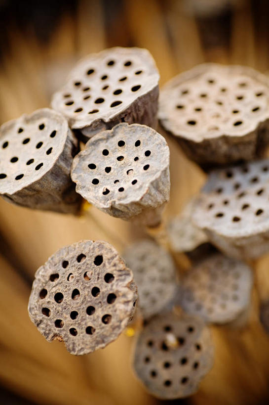 无人,竖图,俯视,室外,特写,白天,纯洁,秋季,植物,莲花,许多,枯萎,朦胧,模糊,绿色,自然,莲蓬,生长,成长,死亡,富贵,神圣,纯净,六月花神,正直,荷花,六月春,藕花,水芙蓉,秋,秋天,彩图,高角度拍摄