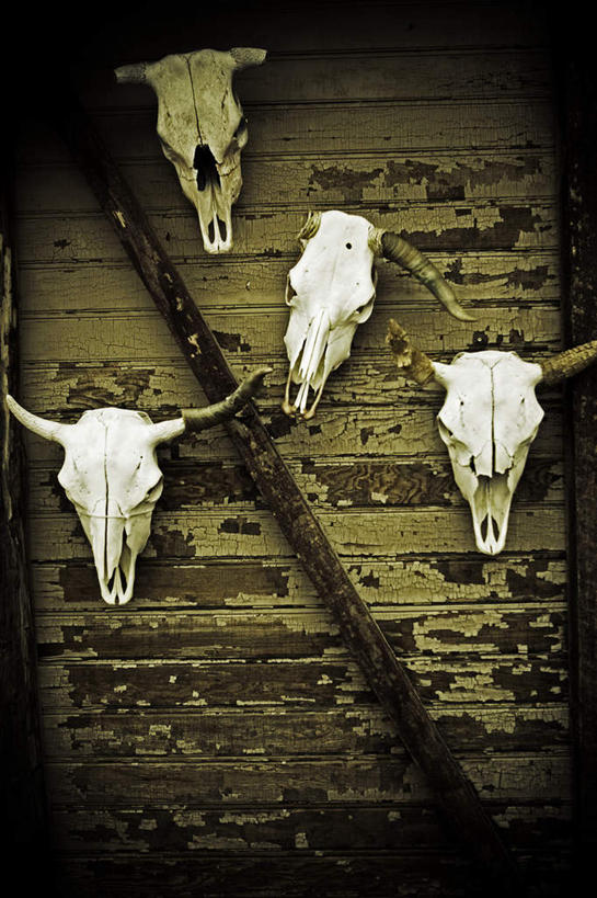 脸,头,脸颊,无人,竖图,俯视,室外,白天,光晕,沙漠,道路,路,牛,美国,小路,交通,黄色,动物,四个,家畜,牲畜,乡间小路,北美,北美洲,加利福尼亚,美洲,牛角,加州,加利福尼亚州,金州,黄金州,北亚美利加洲,亚美利加洲,母牛,头部,脸部,脸蛋,面部,大漠,砂漠,半身,彩图,高角度拍摄