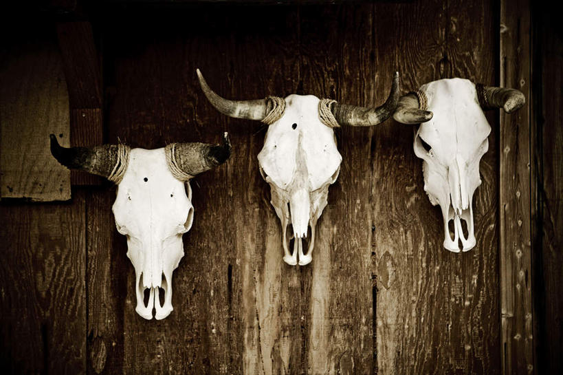 脸,头,脸颊,无人,横图,室外,特写,白天,正面,光晕,沙漠,哺乳动物,鹿,牛,野生动物,静物,美国,一排,吊挂,悬挂,整齐,装饰,挂,装饰品,排列,三个,黄色,动物,装饰物,家畜,可爱,牲畜,活泼,华丽,修饰,点缀,北美,北美洲,队列,加利福尼亚,美洲,饰物,牛角,加州,加利福尼亚州,金州,黄金州,北亚美利加洲,亚美利加洲,衬托,美观,雅致,雅观,母牛,头部,脸部,脸蛋,面部,大漠,砂漠,彩图