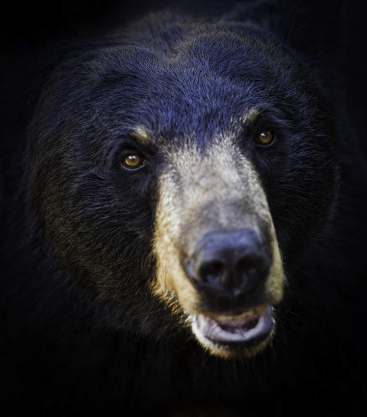 眼睛,鼻子,嘴,无人,竖图,室外,特写,白天,正面,野生动物,熊,黑熊,阴影,反射,影子,注视,一只,动物,观察,看,眼部,观看,察看,关注,凶猛,黑瞎子,熊瞎子,残暴,凶残,鼻,鼻孔,口,口腔,眼,嘴巴,嘴唇,半身,彩图