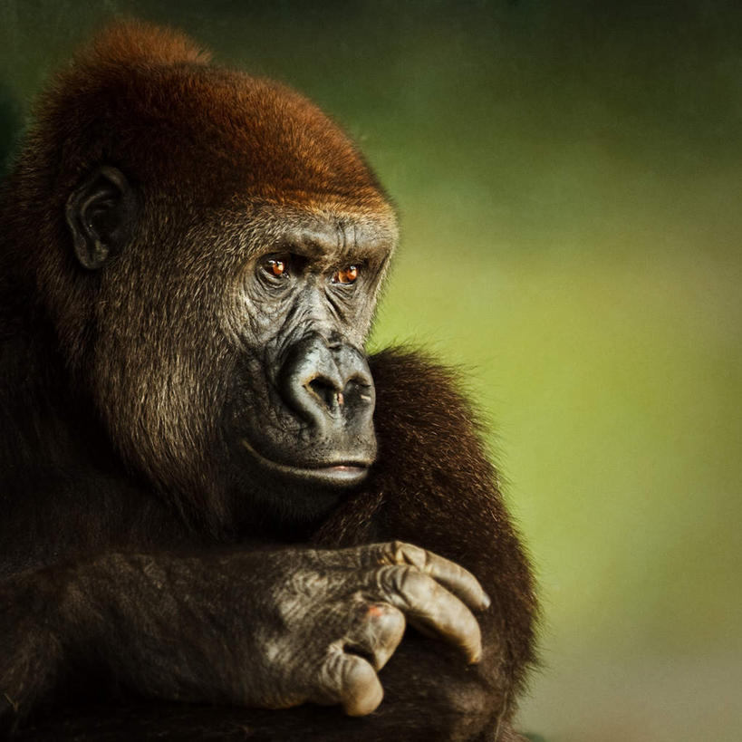脸,头,脸颊,无人,方图,室内,特写,白天,正面,野生动物,猩猩,一头,绿色背景,注视,动物,观察,看,摄影,活泼,影棚,观看,察看,关注,黄猩猩,头部,脸部,脸蛋,面部,红猩猩,红毛猩猩,半身,彩图,影棚拍摄,拍摄
