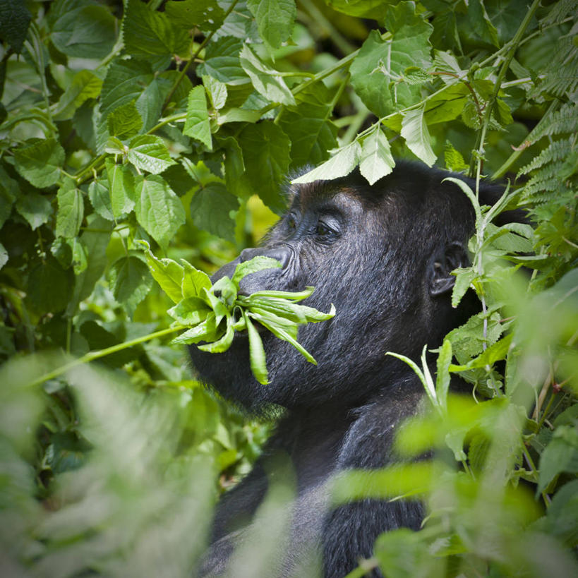 头,无人,方图,室外,特写,白天,侧面,美景,树林,植物,哺乳动物,野生动物,猩猩,一头,阴影,朦胧,模糊,光线,影子,景观,注视,树,树木,绿色,黑色,阳光,自然,动物,观察,看,景色,生长,成长,观看,察看,关注,自然风光,大猩猩,金刚猩猩,山地大猩猩,银背大猩猩,高山大猩猩,头部,半身,彩图