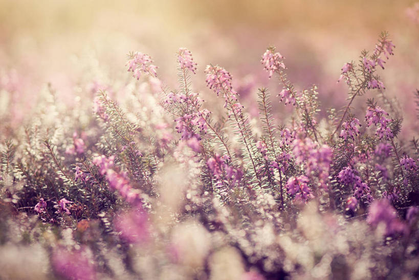 无人,横图,俯视,室外,特写,白天,花海,花圃,美景,植物,叶子,阴影,朦胧,模糊,盛开,光线,影子,景观,花蕾,花,花瓣,花朵,花卉,鲜花,绿色,阳光,自然,花丛,花束,花田,花苞,花蕊,景色,庄重,自然风光,威严,扇骨木,石南,石南花,石楠,石楠花,孤独,彩图,高角度拍摄