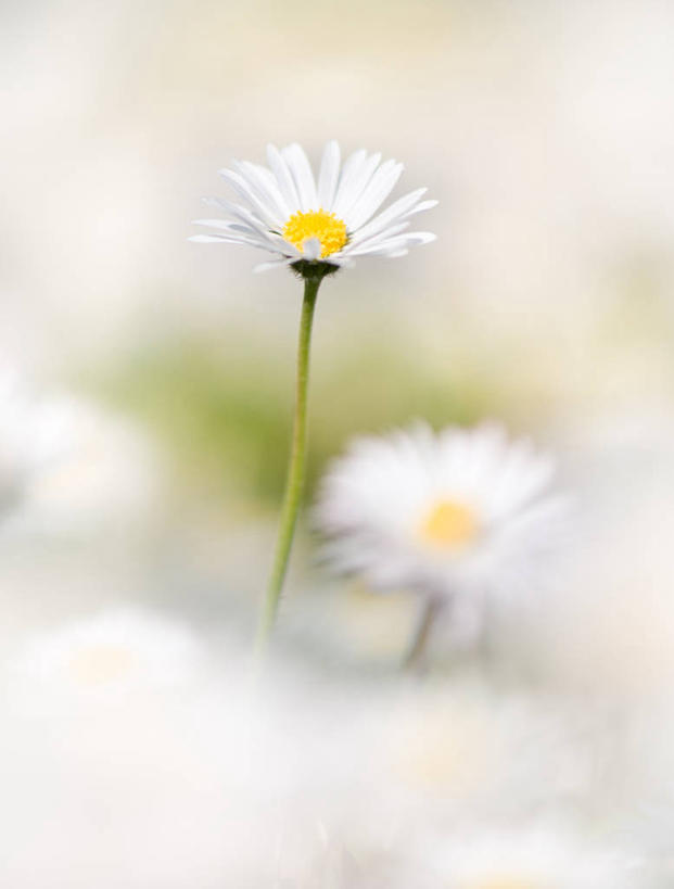 无人,竖图,室内,特写,白天,正面,快乐,幸福,阴影,朦胧,模糊,盛开,反射,影子,玛格丽特,花蕾,雏菊,花,花瓣,花朵,鲜花,白色,花苞,花蕊,菊花,活力,希望,坚强,和平,离别,延命菊,幸福花,春菊,马兰头花,暗恋,纯情,单恋,天真,彩图,愉快