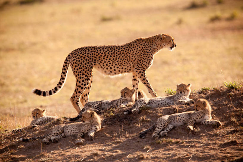 无人,家庭,公园,站,躺,横图,室外,白天,正面,旅游,度假,美景,植物,豹子,野生动物,非洲,肯尼亚,一群,许多,阴影,枯萎,光线,影子,景观,枯草,很多,扭头,注视,娱乐,草,黄色,阳光,自然,动物,观察,看,站着,转头,享受,休闲,温暖,温馨,一家人,景色,放松,观看,和睦,察看,国家公园,关注,自然风光,金钱豹,印度豹,凶猛,阿非利加洲,文豹,肯尼亚共和国,马赛马拉国家公园,非洲猎豹,卧着,残暴,凶残,猎豹,花豹,豹,躺着,卧,站立,彩图,全身,马赛马拉,马赛马拉国家保护区,马赛马拉国家野生动物保护区,融洽