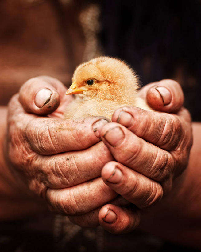 西方人,手,一个人,捧,竖图,室内,特写,白天,正面,鸡,欧洲,欧洲人,双手,仅一个女性,仅一个人,朦胧,模糊,家禽,一只,动物,手部,仅一个老年女性,牲畜,老年女性,女人,女性,白种人,端,端着,捧着,手捧,半身,彩图,鸡形目