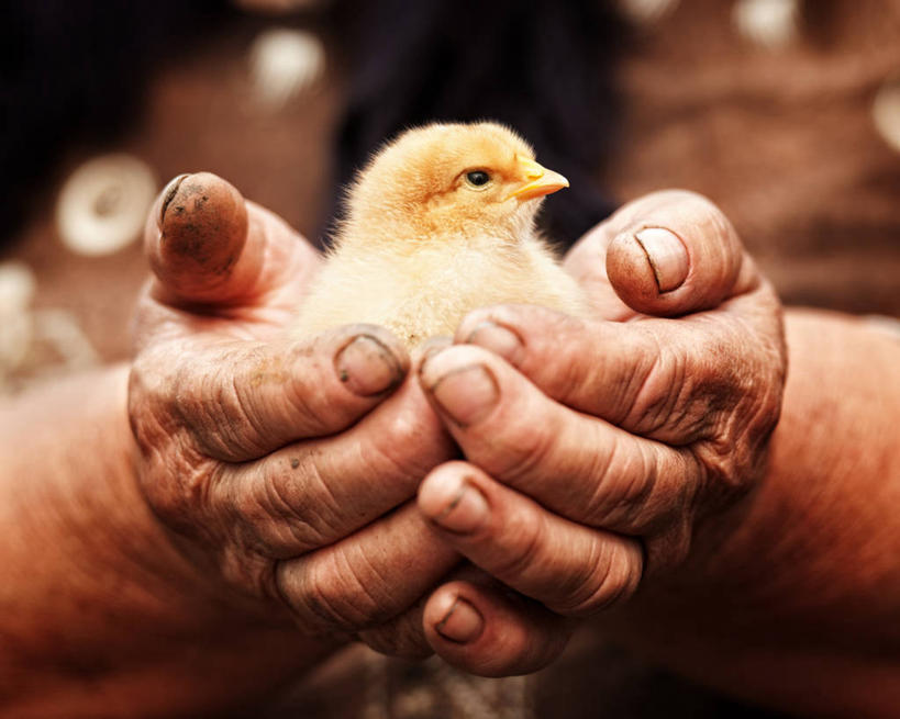 西方人,手,一个人,捧,横图,室内,特写,白天,正面,鸡,欧洲,欧洲人,双手,仅一个女性,仅一个人,朦胧,模糊,家禽,一只,动物,手部,仅一个老年女性,牲畜,老年女性,女人,女性,白种人,端,端着,捧着,手捧,半身,彩图,鸡形目