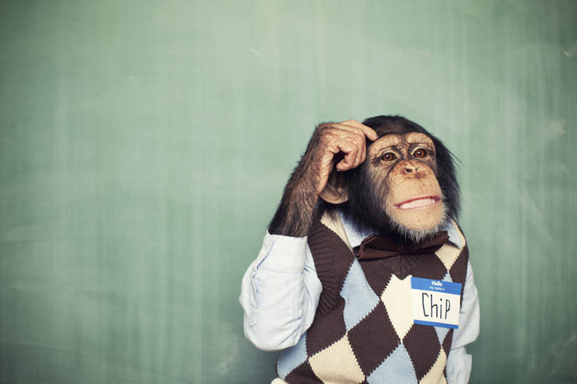 无人,站,横图,室内,白天,正面,哺乳动物,野生动物,猩猩,阴影,服装,反射,影子,注视,休闲装,一只,衣服,动物,黑板,观察,看,站着,休闲,休闲服,可爱,搭,教学,服饰,活泼,观看,察看,搭着,关注,黑猩猩,耐磨,教学黑板,站立,半身,彩图