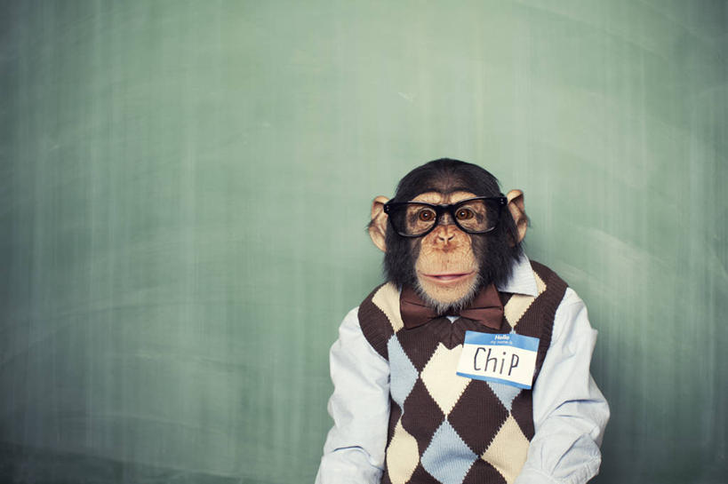 无人,站,横图,室内,白天,正面,哺乳动物,野生动物,猩猩,阴影,服装,反射,眼镜,影子,注视,休闲装,一只,衣服,动物,黑板,观察,看,站着,休闲,休闲服,可爱,教学,服饰,活泼,观看,察看,关注,黑猩猩,近视眼镜,耐磨,教学黑板,站立,半身,彩图