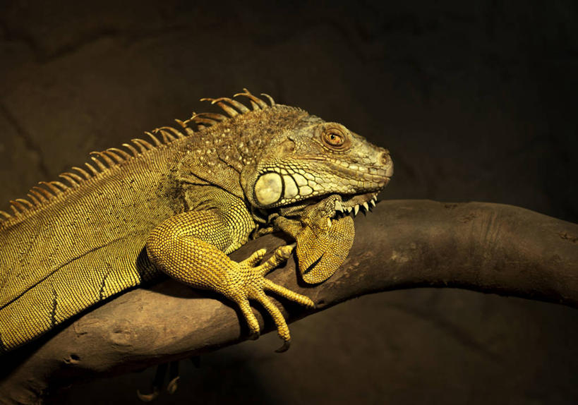 无人,横图,室内,特写,白天,侧面,野生动物,蜥蜴,阴影,黑色背景,朦胧,模糊,反射,鬣蜥,影子,枝条,注视,停留,树枝,黑色,动物,观察,看,摄影,影棚,观看,停止,察看,关注,绿鬣蜥,石龙子,泉龙,猪婆蛇,四脚蛇,蜴,逗留,停顿,虬枝,枝杈,半身,彩图,影棚拍摄,拍摄