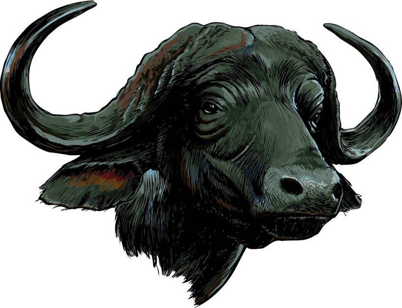 头,无人,横图,插画,室内,特写,白天,白色背景,正面,数码,科技,牛,野生动物,一头,阴影,网络,高光,几何,计算机图形,合成,图画,注视,画,黑色,动物,观察,看,观看,电脑合成图,数码合成图,察看,合成图,关注,凶猛,漫画,非洲水牛,写实,具体,具象,残暴,凶残,头部,水牛,半身,彩图,非洲野牛
