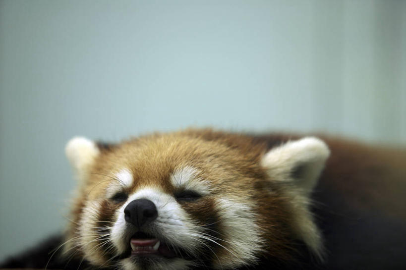 头,无人,横图,室外,特写,白天,正面,美景,哺乳动物,野生动物,景观,注视,一只,自然,动物,观察,看,趴着,景色,可爱,活泼,观看,察看,关注,自然风光,浣熊,头部,趴,半身,彩图