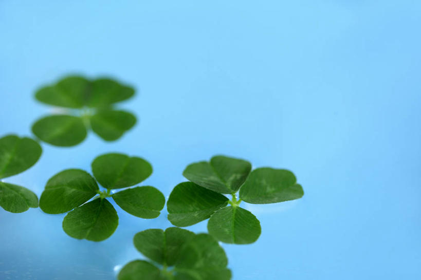 无人,横图,室内,特写,白天,正面,幸福,植物,叶子,蓝色背景,纹理,三叶草,绿叶,绿色,嫩叶,摄影,影棚,车轴草,苜蓿,肌理,叶,叶片,叶脉,彩图,影棚拍摄,拍摄