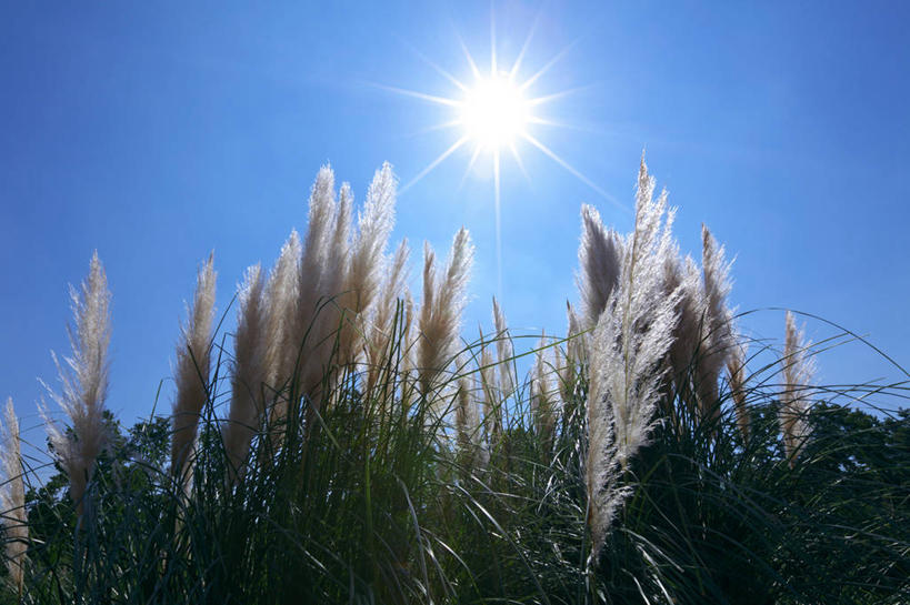 无人,横图,室外,白天,仰视,美景,植物,阴影,光线,影子,景观,草药,药草,中药,蓝色,蓝天,天空,阳光,自然,天,景色,晴朗,自然风光,药材,中草药,中药材,本草,万里无云,粉绿狐尾藻,羽毛草,晴空,晴空万里,彩图,低角度拍摄,镜头光晕,透镜闪耀,眩光