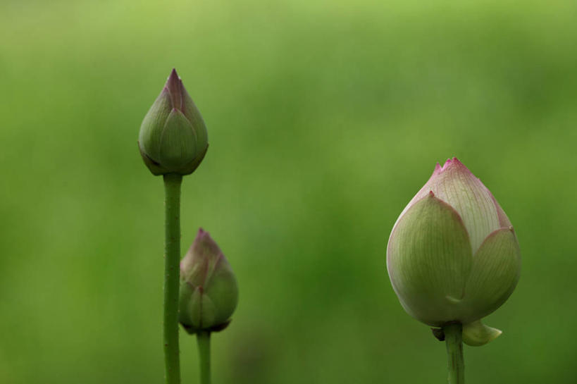 无人,横图,室外,特写,白天,正面,美景,睡莲,三朵,阴影,朦胧,模糊,盛开,光线,影子,景观,花蕾,花,花瓣,花朵,鲜花,阳光,自然,花苞,花蕊,景色,自然风光,纯真,妖艳,水芹花,抒情,洁净,水洋花,小莲花,子午莲,彩图