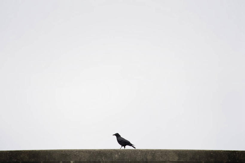 无人,站,横图,室外,白天,侧面,石头,美景,鸟,野生动物,鸟类,石子,景观,注视,一只,天空,自然,动物,天,观察,看,站着,景色,观看,乌鸦,死亡,吉祥,察看,关注,自然风光,不祥,楚乌,老鸹,厄运,恐惧,石块,岩石,站立,彩图,全身