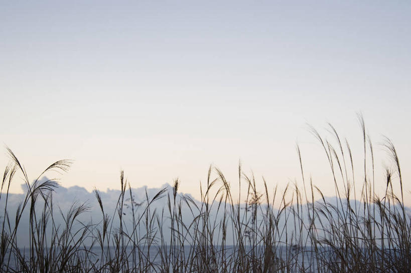 无人,横图,室外,白天,正面,旅游,度假,美景,日落,植物,枯萎,景观,晚霞,霞光,落日,枯草,草药,药草,娱乐,中药,草,黄色,自然,黄昏,享受,休闲,景色,彩霞,放松,自然风光,药材,中草药,中药材,本草,夕照,薄暮,粉绿狐尾藻,羽毛草,夕阳,彩图,傍晚,斜阳