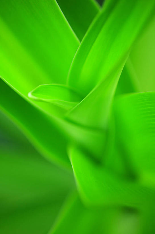 无人,竖图,室外,白天,正面,植物,叶子,纹理,绿叶,绿色,嫩叶,肌理,叶,叶片,叶脉,彩图