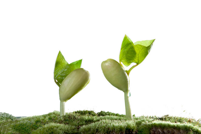 无人,横图,室内,特写,白天,白色背景,正面,叶子,生气,绿叶,幼苗,嫩芽,嫩叶,活力,摄影,朝气,影棚,生机,希望,两株,新苗,叶,叶片,彩图,影棚拍摄,拍摄