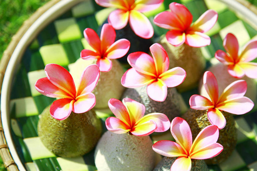 无人,横图,俯视,室外,特写,白天,美景,花瓶,许多,阴影,盛开,光线,影子,陶瓷,景观,陶瓷制品,很多,花蕾,赤素馨花,花,花瓣,花朵,鲜花,粉色,阳光,自然,瓶子,花苞,花蕊,景色,自然风光,缅栀子,蛋黄花,鸡蛋花,缅栀花,大季花,印度素馨,彩图,高角度拍摄