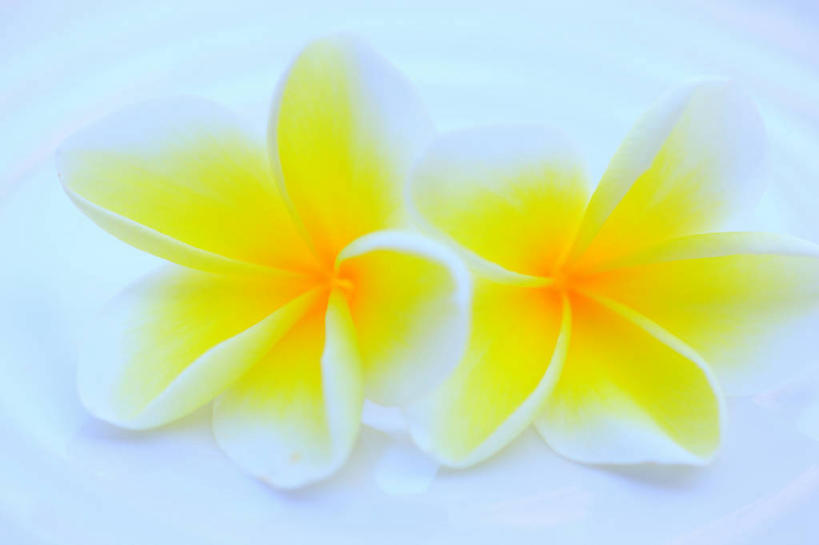 无人,横图,俯视,室内,特写,白天,朦胧,模糊,盛开,花蕾,赤素馨花,花,花瓣,花朵,鲜花,两朵,黄色,花苞,花蕊,缅栀子,蛋黄花,鸡蛋花,缅栀花,大季花,印度素馨,彩图,高角度拍摄