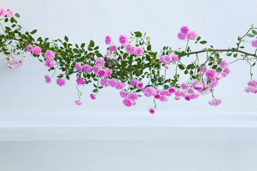 无人,横图,室内,特写,白天,白色背景,正面,幸福,月季花,叶子,盛开,绿叶,花蕾,花,花瓣,花朵,鲜花,粉色,花苞,花蕊,嫩叶,摄影,影棚,希望,美艳,光荣,叶,叶片,月月红,月季,长春花,彩图,影棚拍摄,拍摄