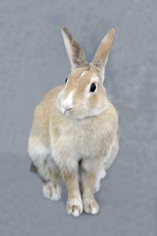 无人,坐,竖图,室内,白天,正面,哺乳动物,兔子,扭头,注视,一只,动物,观察,看,转头,观看,兔,察看,关注,坐着,彩图,全身