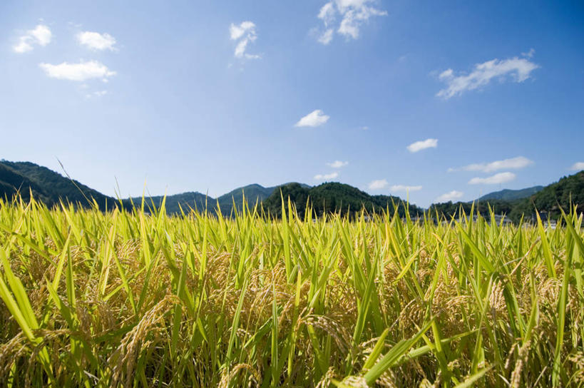 无人,农田,横图,室外,白天,正面,旅游,度假,农业,庄稼,农作物,美景,山,山脉,植物,日本,亚洲,阴影,光线,影子,稻田,景观,山峰,云,云朵,山峦,云彩,娱乐,树,树木,蓝色,绿色,白云,蓝天,天空,阳光,自然,群山,天,享受,休闲,景色,放松,生长,晴朗,成长,自然风光,东亚,本州,世界文化遗产,本州岛,日本国,近畿地方,近畿,兵库,兵库县,姬路,姬路市,晴空,彩图,耕地,庄稼田
